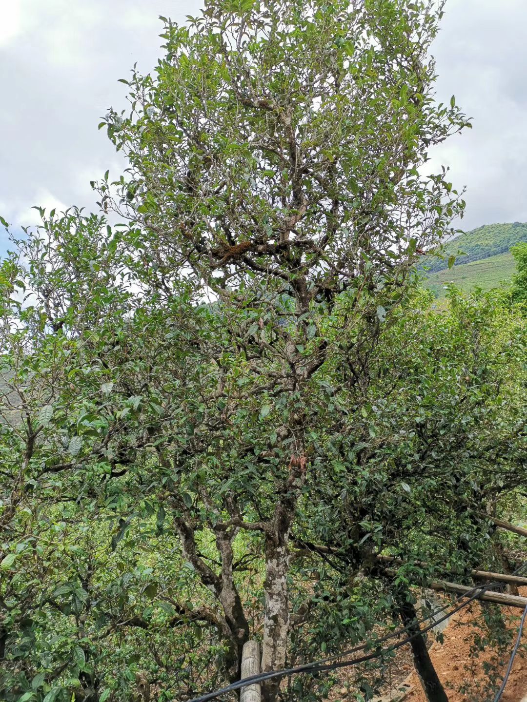 鹧鸪茶 古树茶