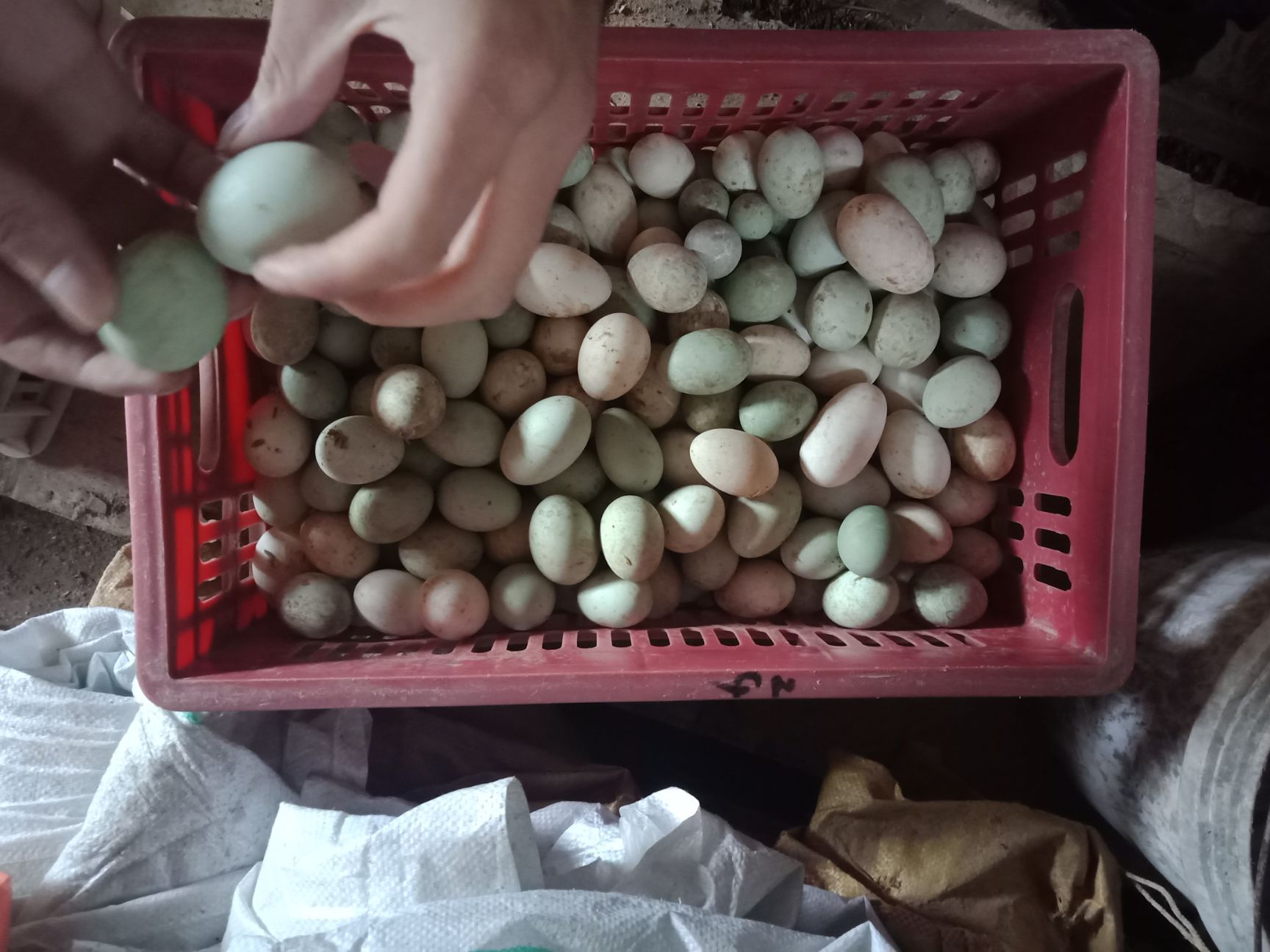 霞浦县土鸭蛋  我这里有大量的青白鸭蛋批发，