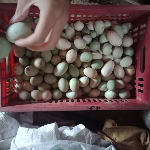 霞浦县土鸭蛋  我这里有大量的青白鸭蛋批发，