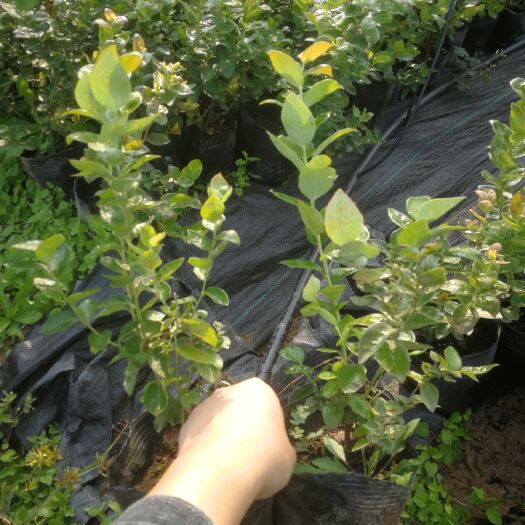 肥城市奥尼尔蓝莓苗 常年培育各种规格蓝莓钵苗，品种齐全，