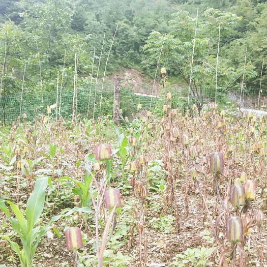 城口 川贝母