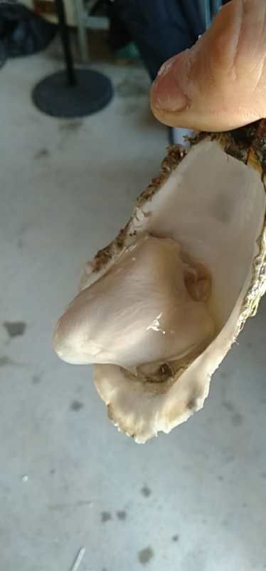 威海 乳山特产牡蛎，产地直销，大量批发。