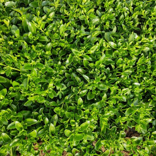 张家口有机田七野菜 1
消除疲劳        
田七菜具有抗疲劳的效果，经常食