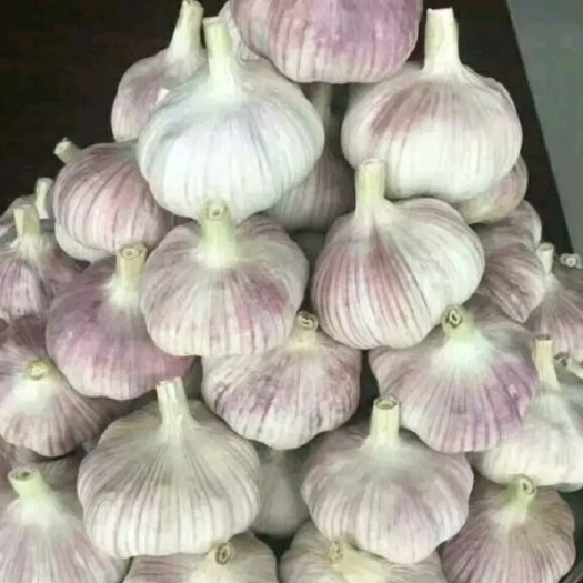 通许县红皮蒜  优质紫皮大蒜