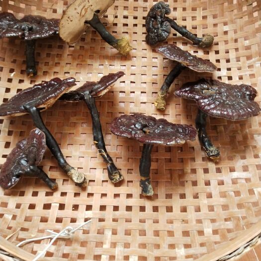 龙岩 888米高山森林灵芝，