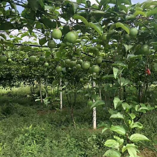 藤县紫红色百香果 广西藤县龙景种植销售中介合作社