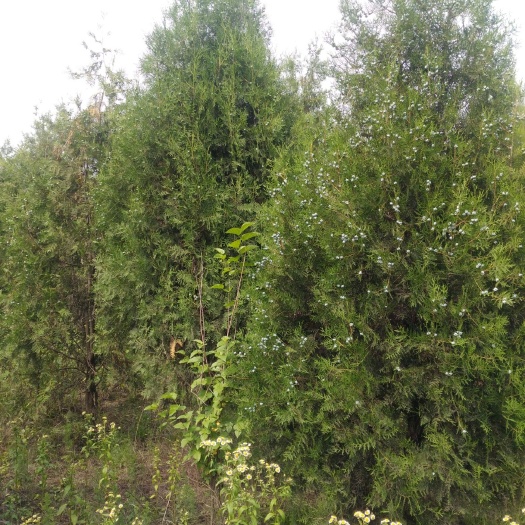 周至县圆枝侧柏 3米一3米5侧柏精品，2千棵，看上的抓紧