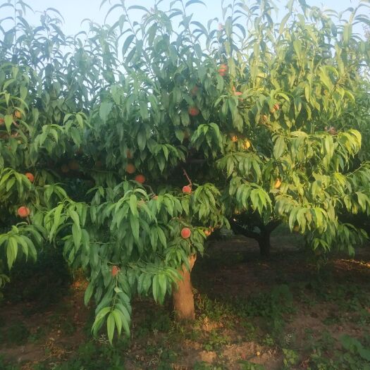 廊坊突围桃 左子雨花露久保大量上市，寻求有线路的朋甜度高不愁卖自产自销