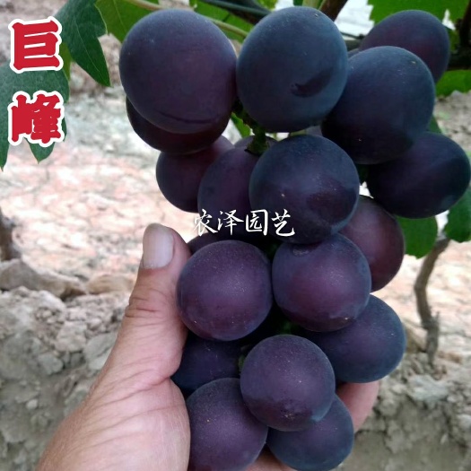 平度市巨峰葡萄苗大粒早熟葡萄苗大棚葡萄苗批发基地保证纯度保证成活