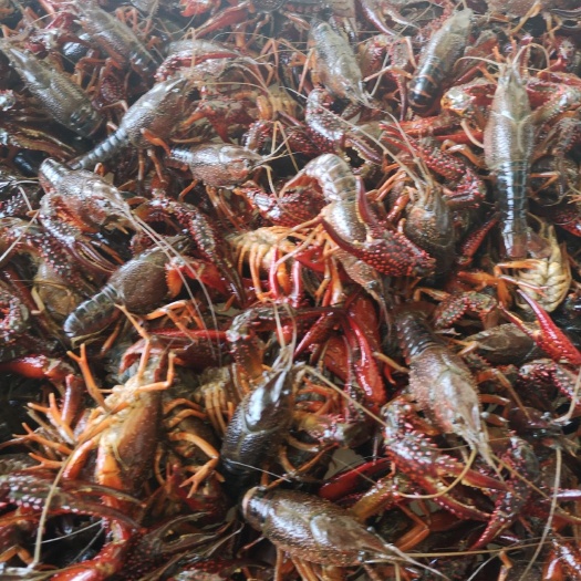 兴化市中国龙虾 兴化本地纯青小爪。青红虾。各种规格，欢迎联系