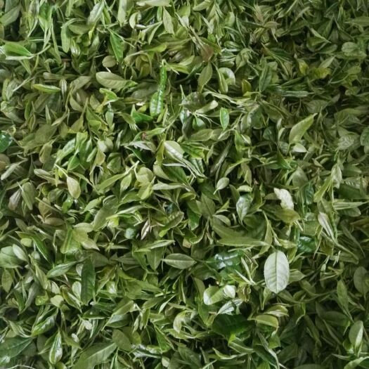五莲县 自然生长手工制作绿茶