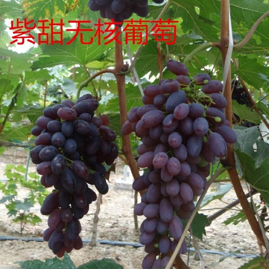 泰安 A17紫甜无核葡萄苗
本基地场面供应各类品种葡萄苗