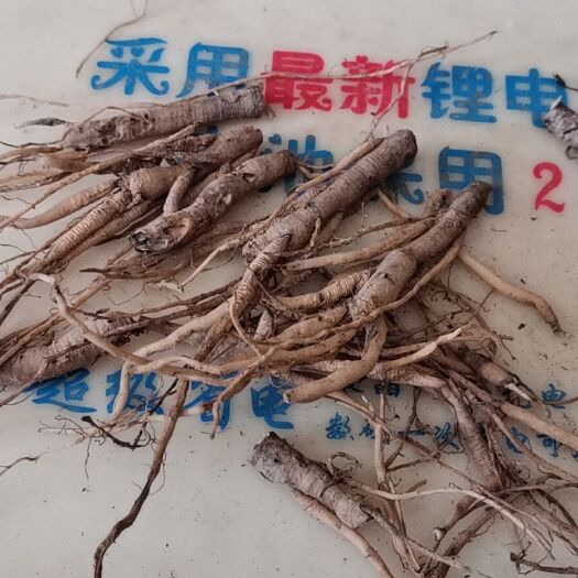 巍山县 云南大理仙茅