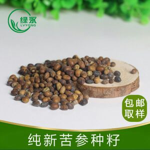  苦参种子