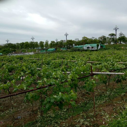 惠安县 土鸡土鸭土鸡蛋鸭蛋