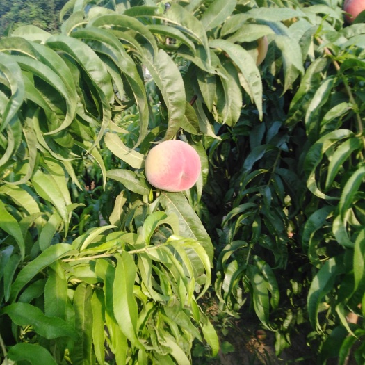 金秋红密  初夏红菊，大量上市