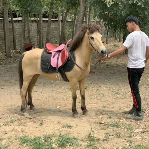 郓城县 矮马  母马 肩高120