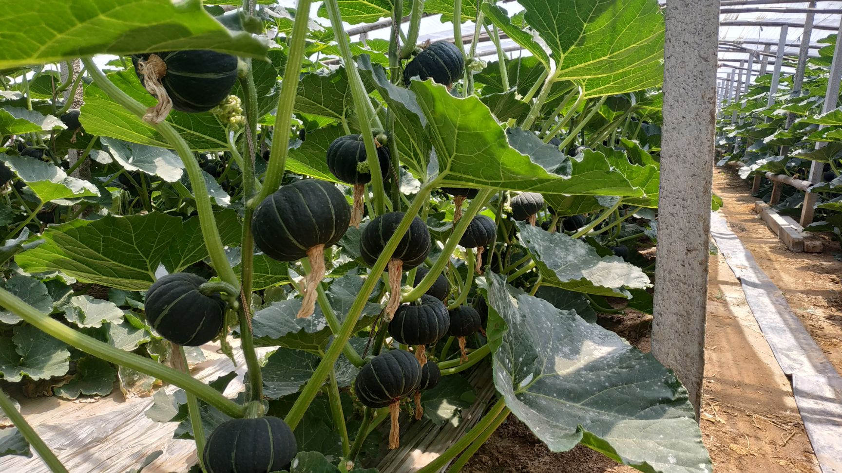 贝贝南瓜4-8个5斤装