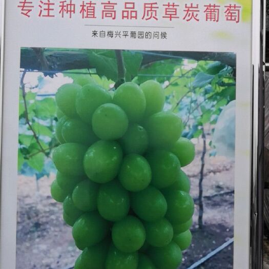 重庆市 品味一夏，回味一年
梅兴平的葡萄熟了…