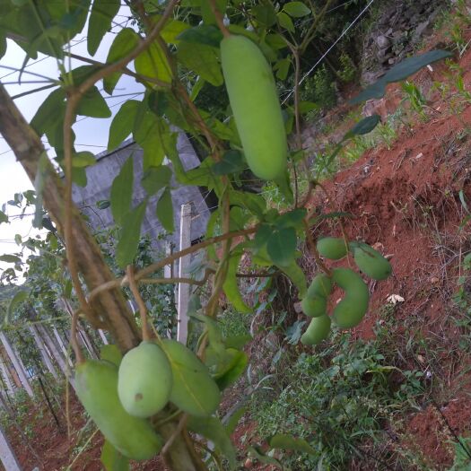 安龙县天紫二号八月瓜 生态种植 无药物添加  人工除草