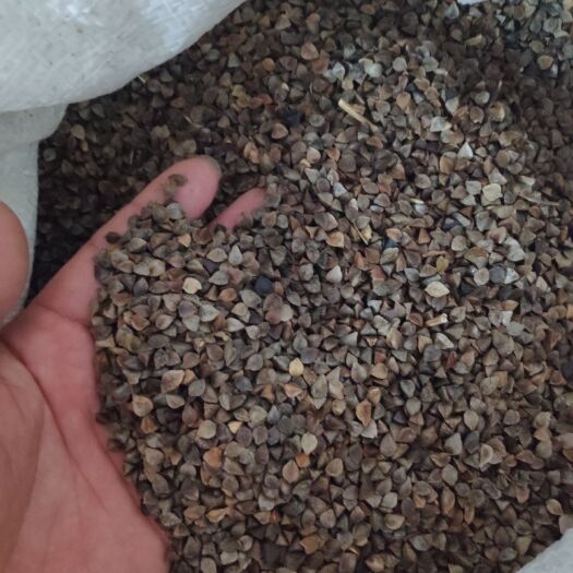 满洲里市 俄罗斯荞麦原粮
