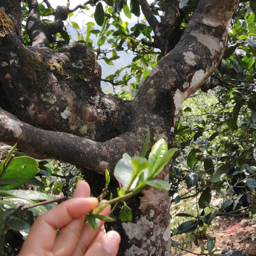 勐库古树茶 特级 散装