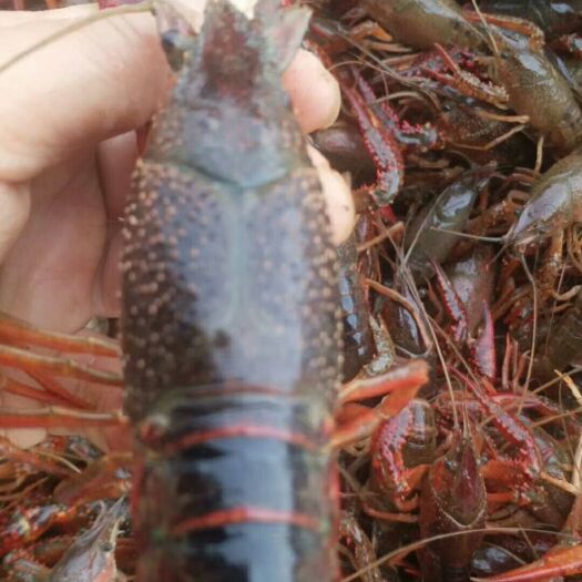武汉潜江小龙虾 6.4钱9.8钱大青