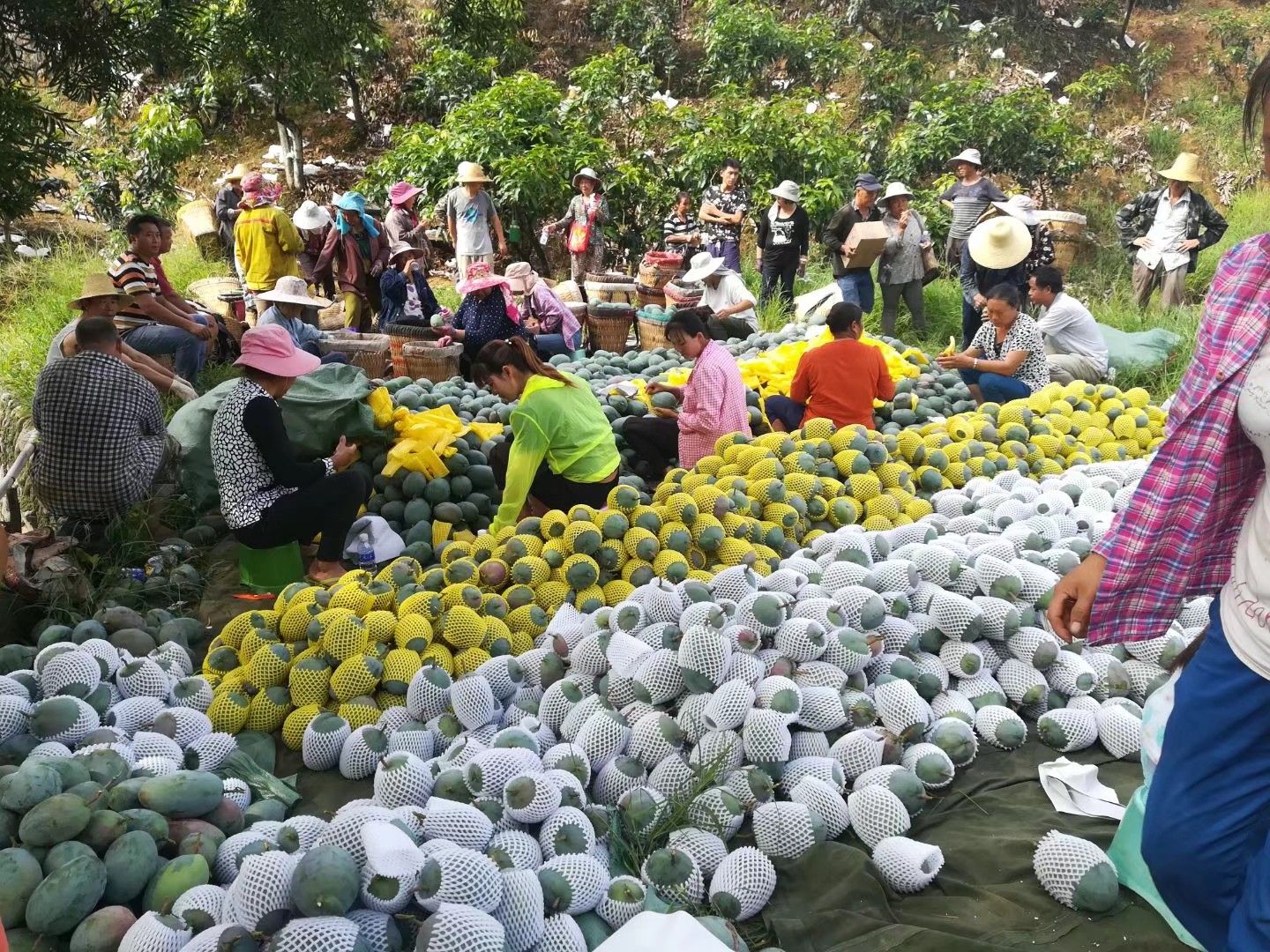 凯特芒 攀枝花果 支持整车出货