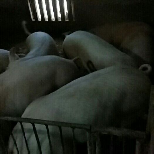  常年提供220――320斤外三元、土三元肥猪