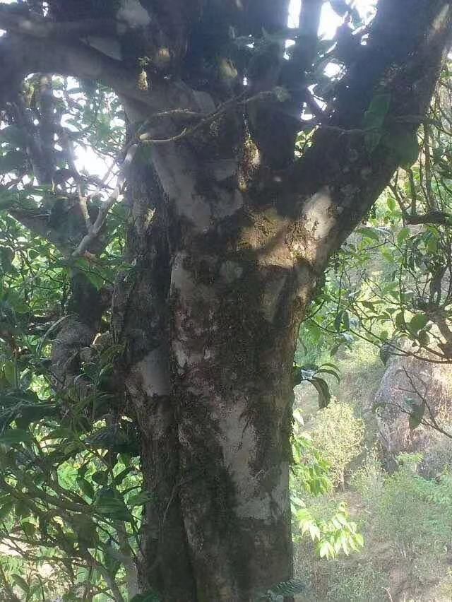 勐库古树茶 特级 散装