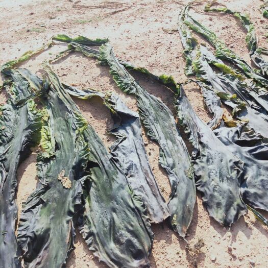 大连海带干 无沙口感好