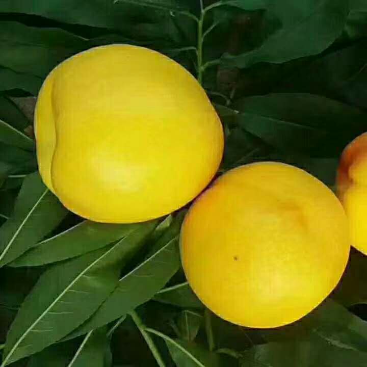 黄金蜜桃 65mm以上 4-5两