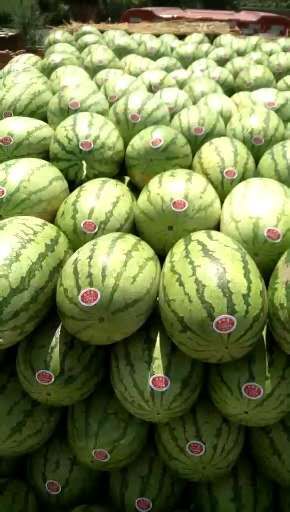 内蒙西瓜代办/通西瓜代办/ 西瓜代办