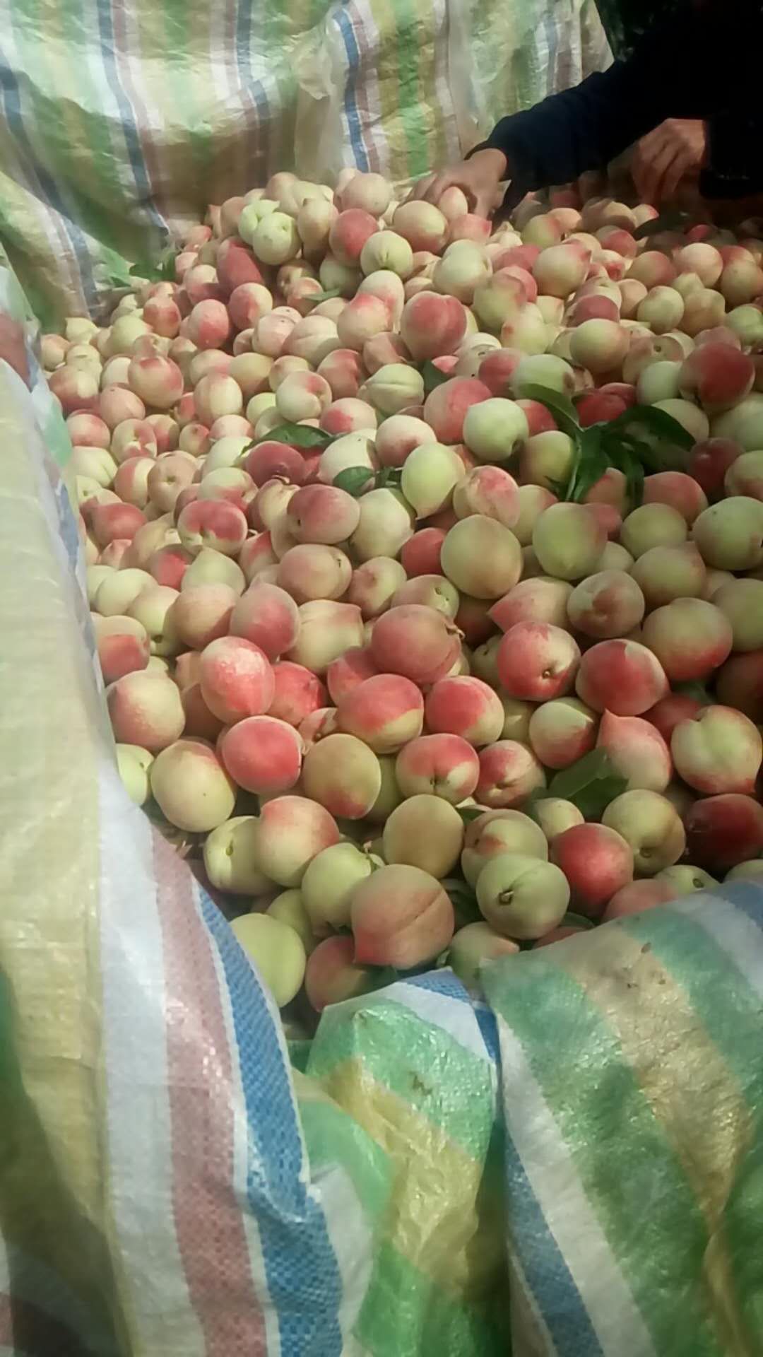 网套 实力代办，货源稳定，质量保证
