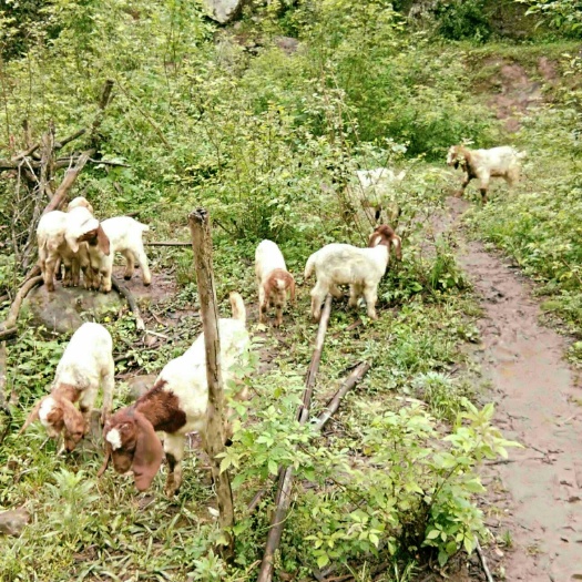 通江县波尔山羊肉 你正需要，我刚好有