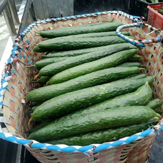 云南青瓜 无公害绿色食品