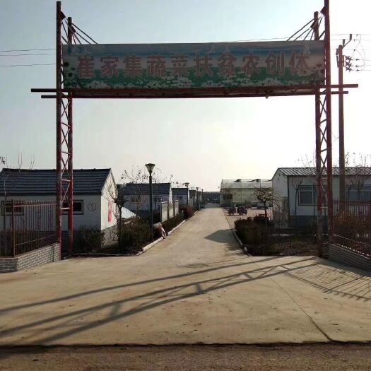 平度市 青岛平度前洼的自家圣女果釜山88，有需要的老板联系，货源充