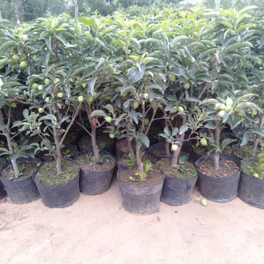 平邑县烟富10苹果苗 盆栽苹果苗！盆景！当年结果！带果发货