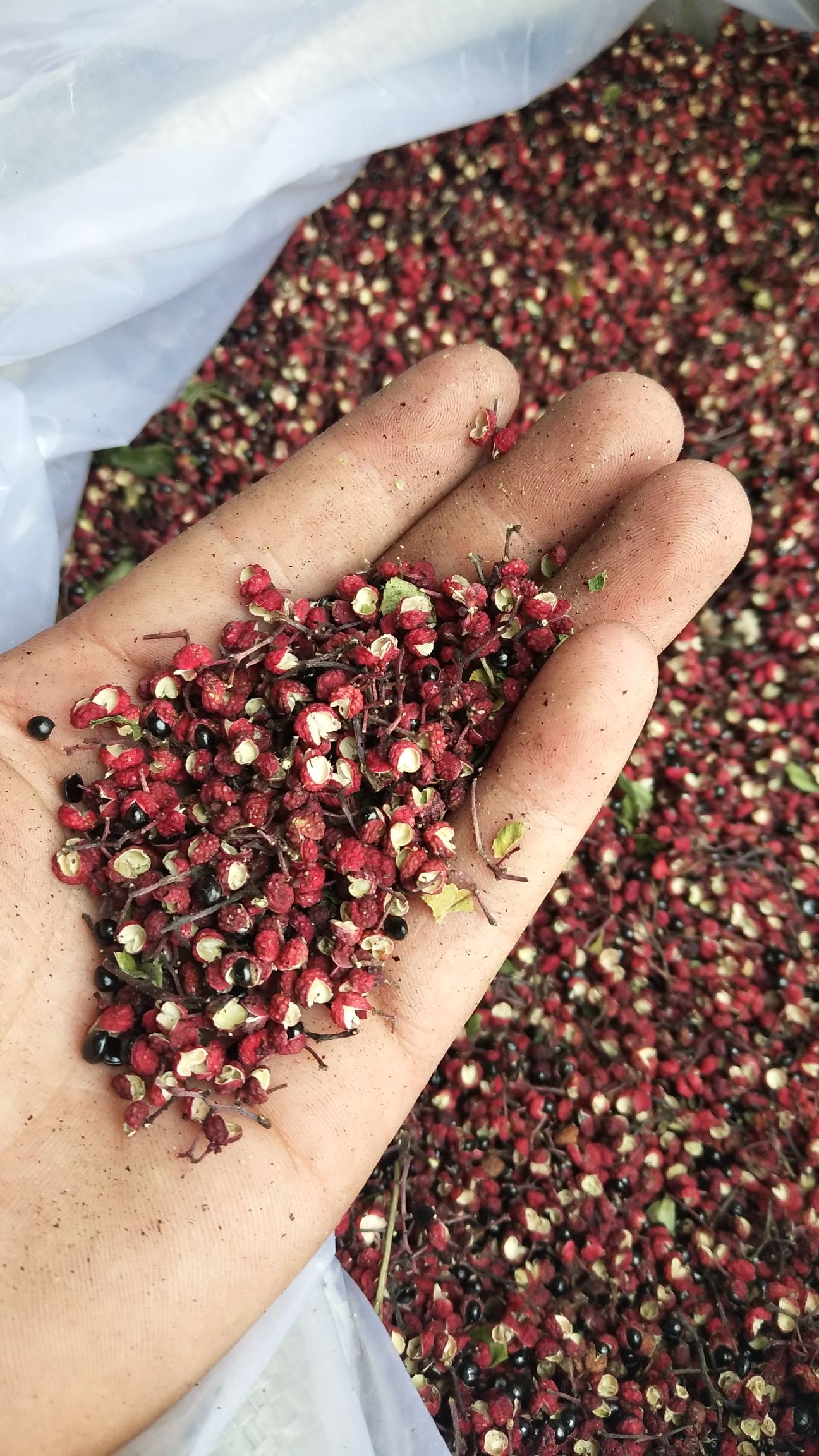 汉源花椒 特级 鲜花椒