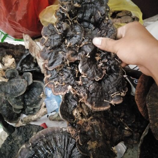 马关县紫灵芝   黑灵芝