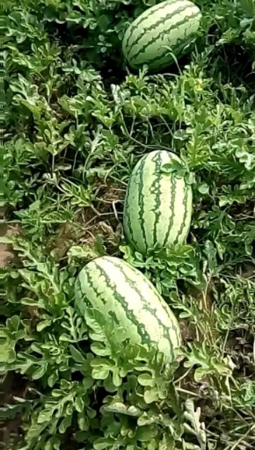 内蒙西瓜代办/通西瓜代办/ 西瓜代办