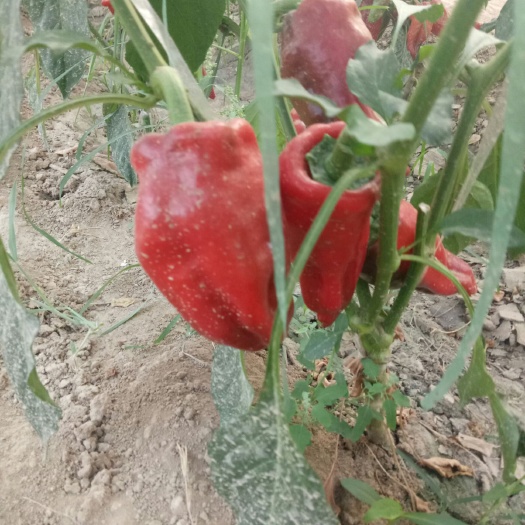 莘县红泡椒 红椒预售中，价格美丽