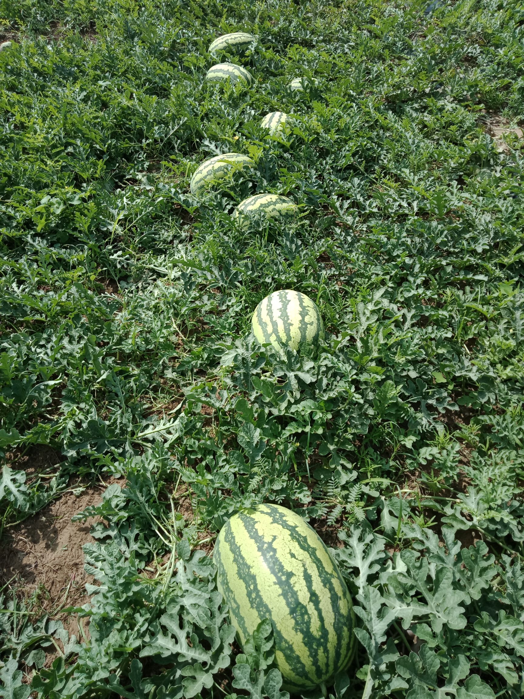 内蒙西瓜代办/通西瓜代办/ 西瓜代办