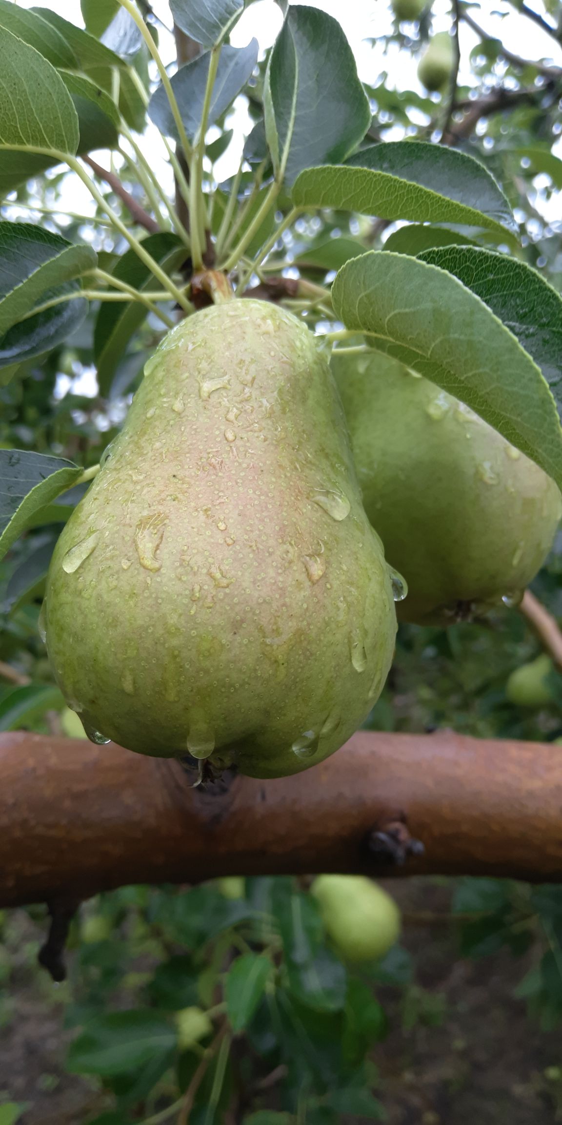 葫芦梨 60mm以上 150-200g