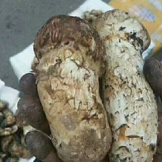  小金松茸今年产出量大想卖高价不可能了有五元利润就卖