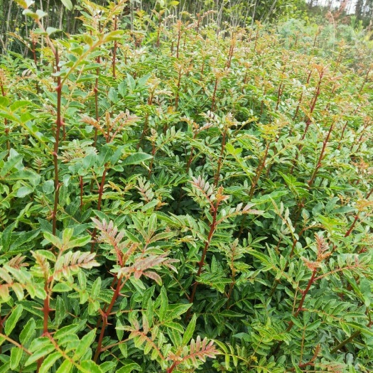 鲁甸县 花椒苗数量大价格优惠。