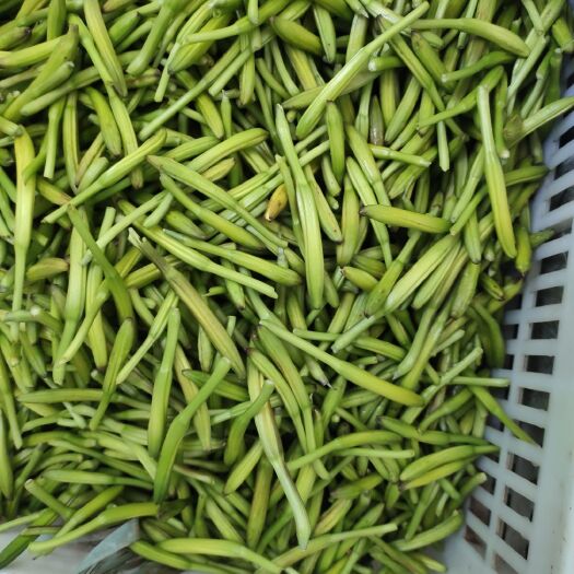扬州 野生小黄花菜鲜品
