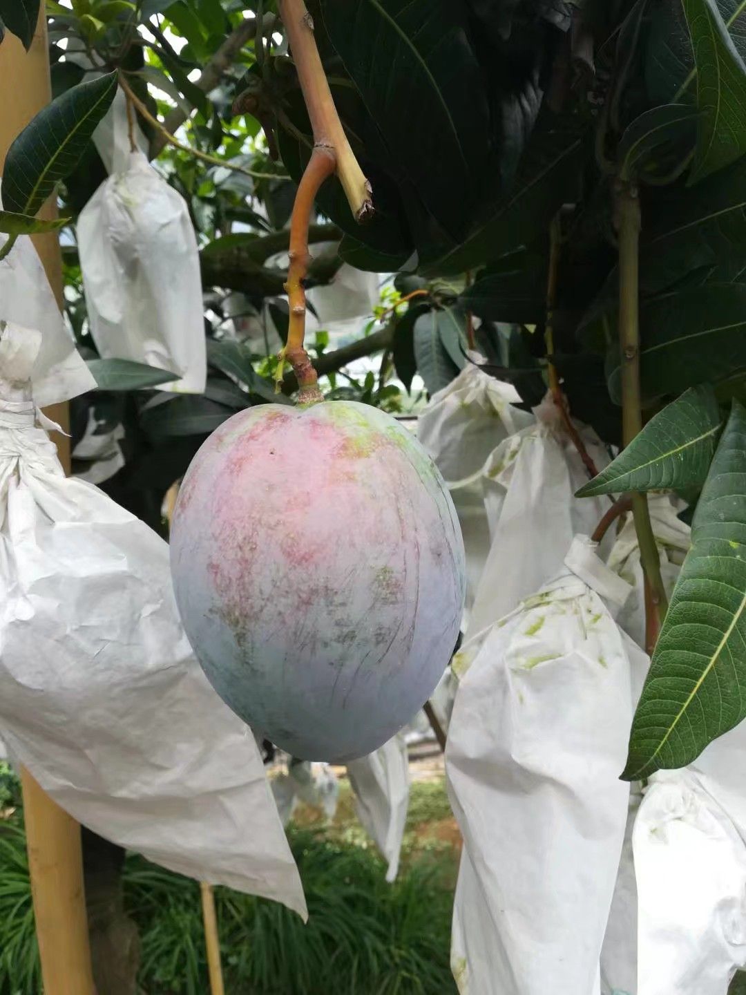 凯特芒 攀枝花果 支持整车出货