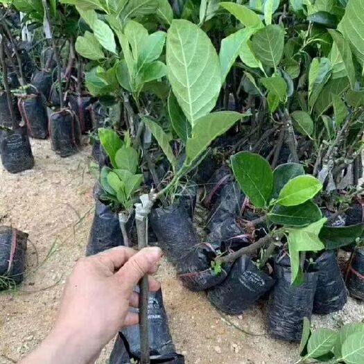 灵山县红肉菠萝蜜苗 泰国红肉菠萝蜜
