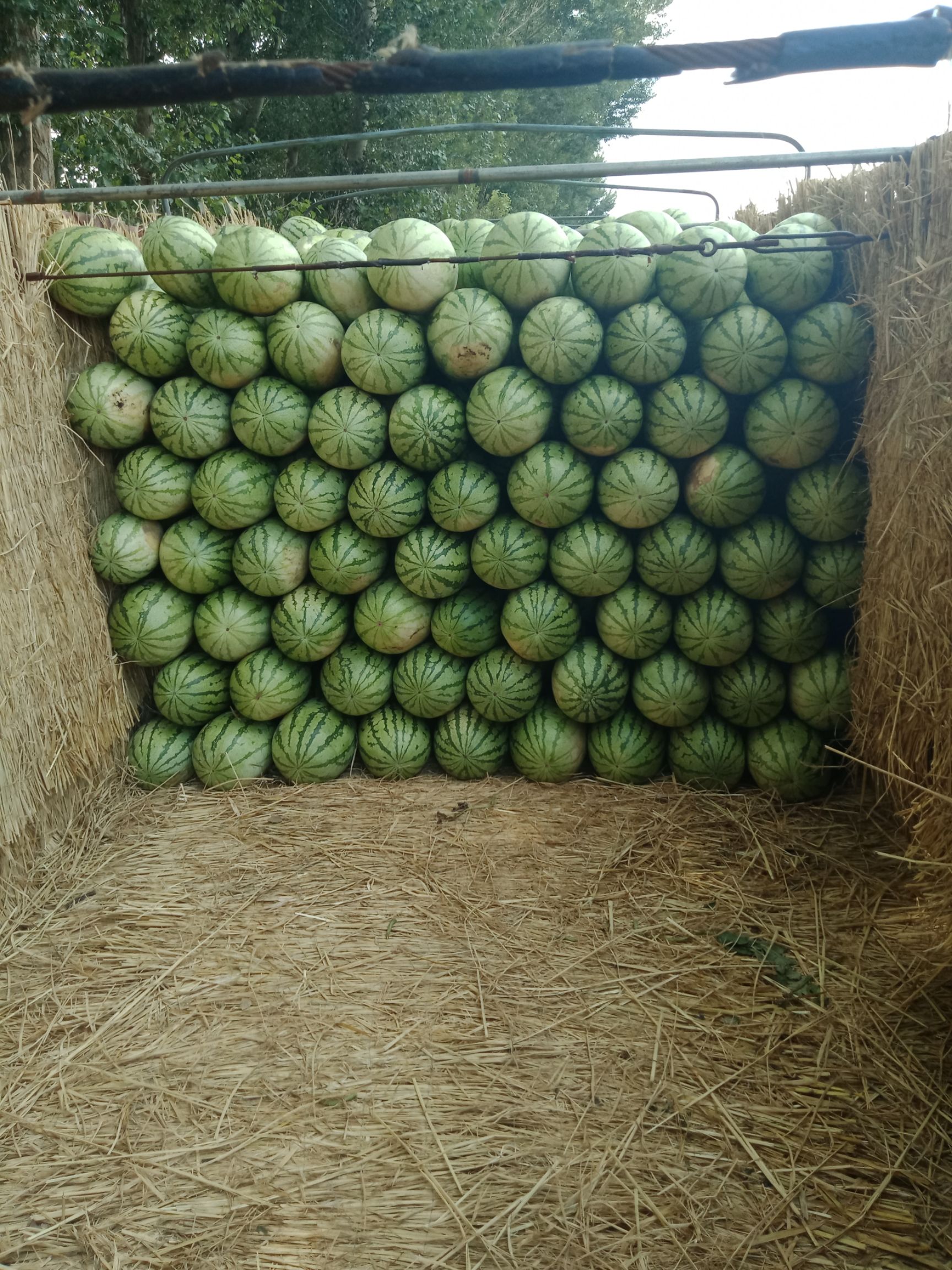 内蒙西瓜代办/通西瓜代办/ 西瓜代办